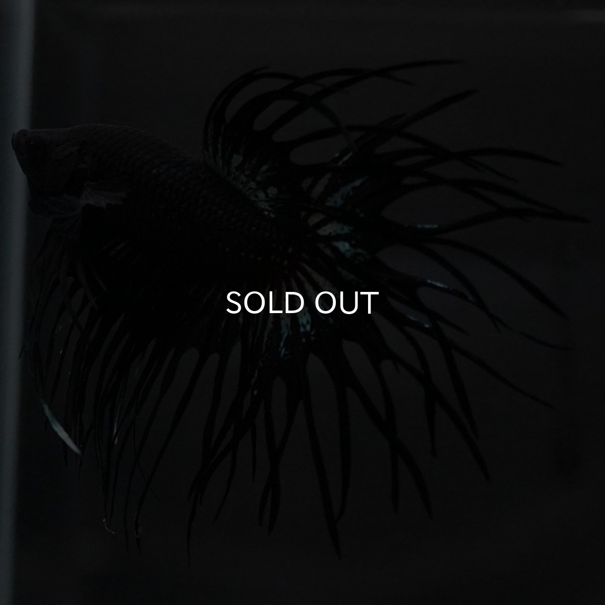 画像2: KCT　ブラックオーキッド (2)