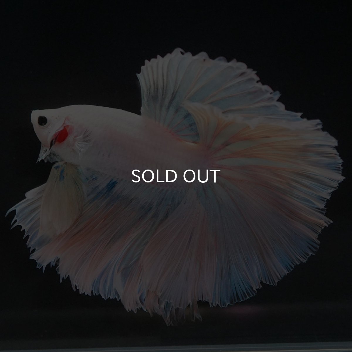 画像6: HM ホワイトファンシー ローズテール (6)