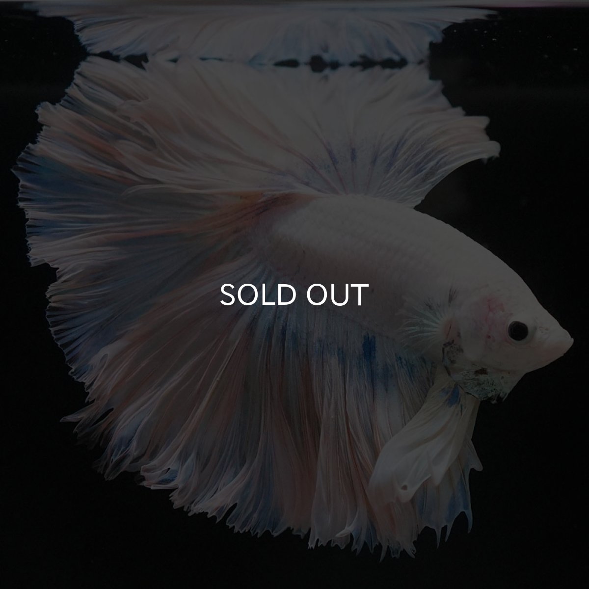 画像7: HM ホワイトファンシー ローズテール (7)