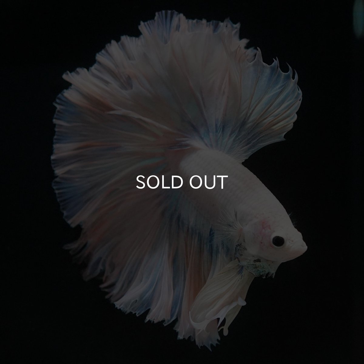 画像3: HM ホワイトファンシー ローズテール (3)