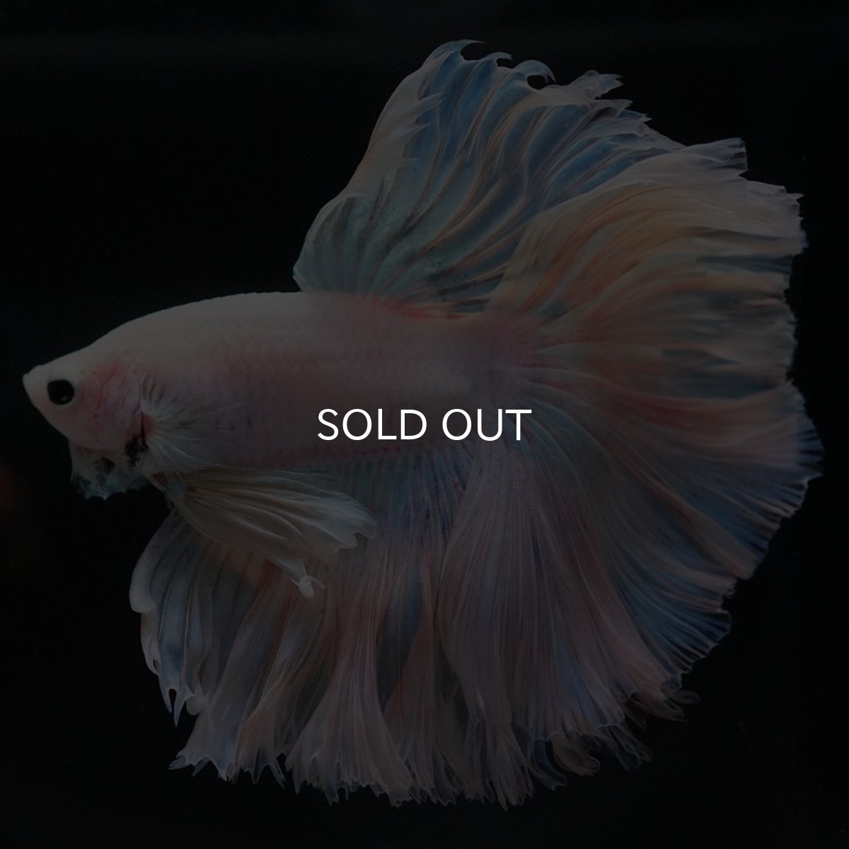 画像4: HM ホワイトファンシー ローズテール (4)