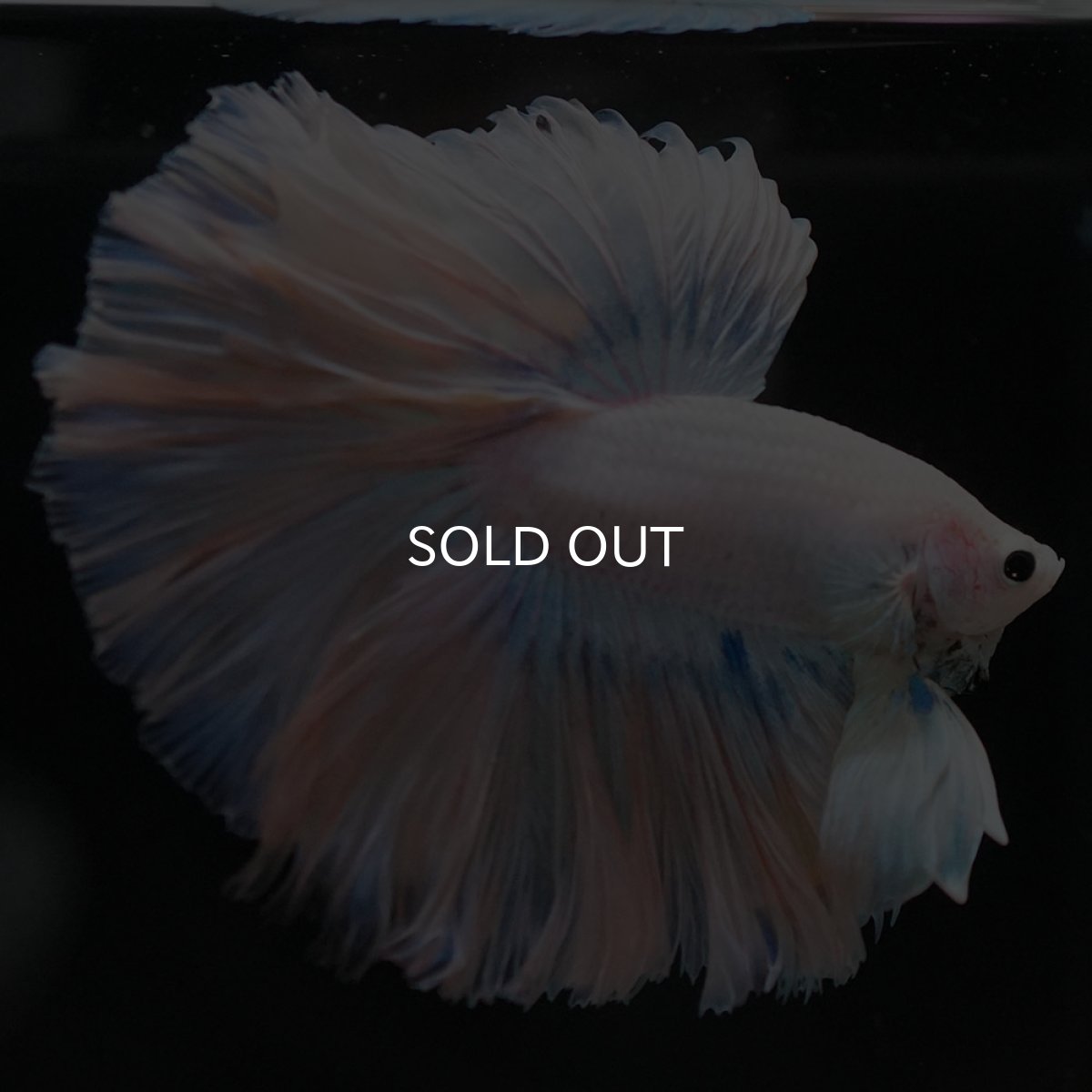 画像10: HM ホワイトファンシー ローズテール (10)