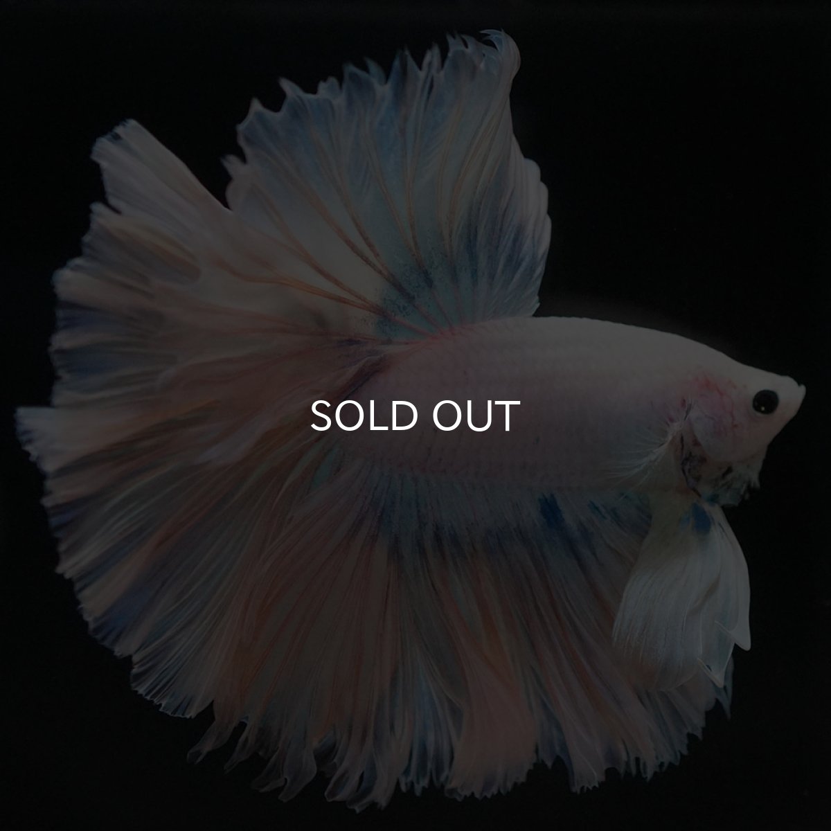 画像5: HM ホワイトファンシー ローズテール (5)