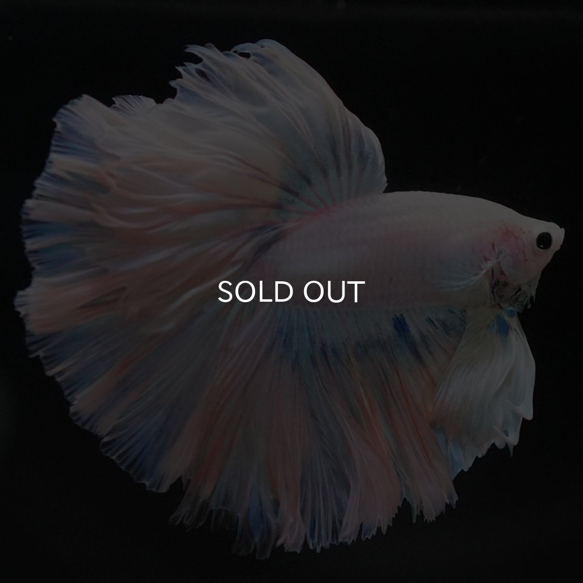 画像2: HM ホワイトファンシー ローズテール (2)