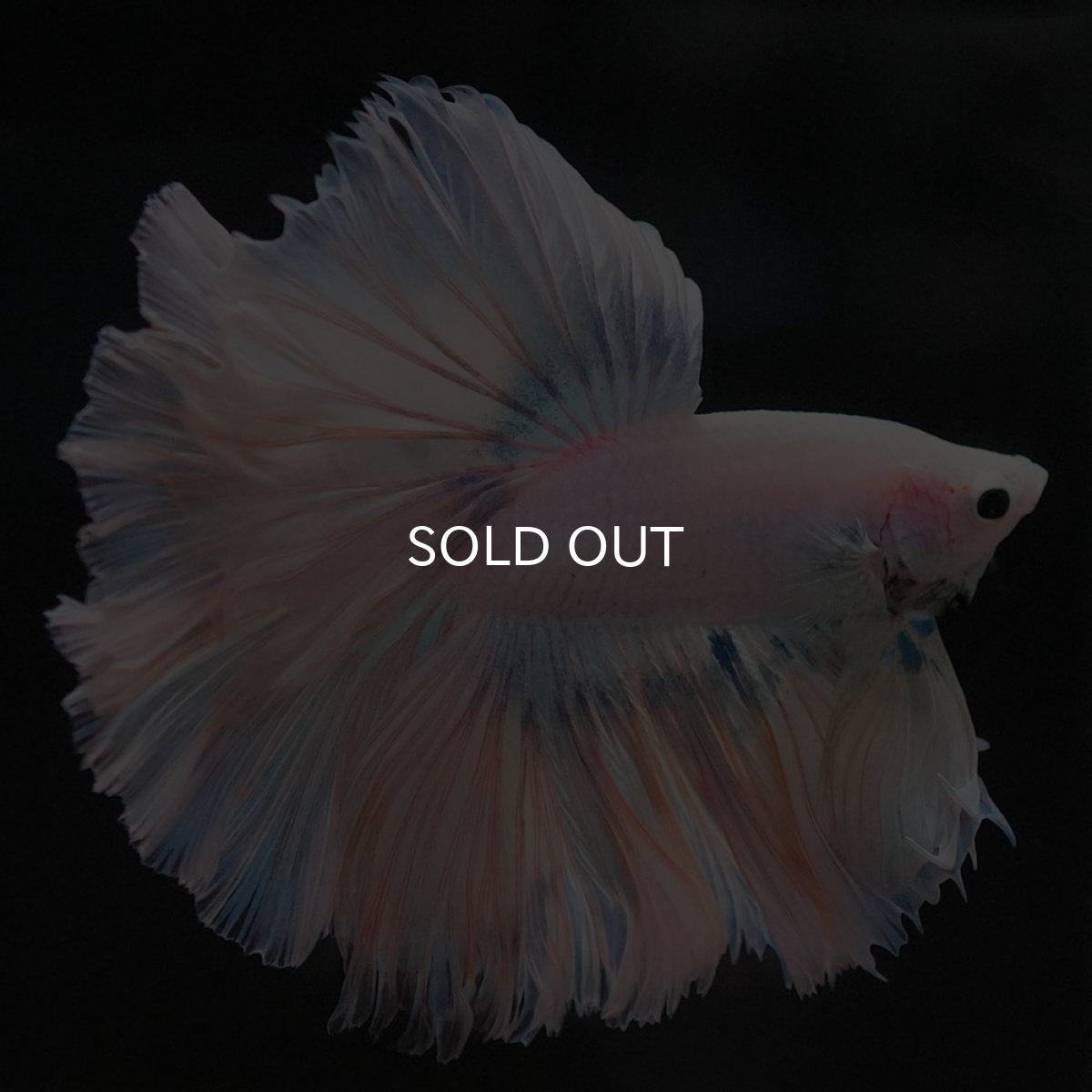 画像9: HM ホワイトファンシー ローズテール (9)