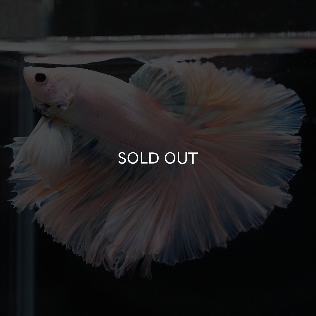 画像8: HM ホワイトファンシー ローズテール (8)