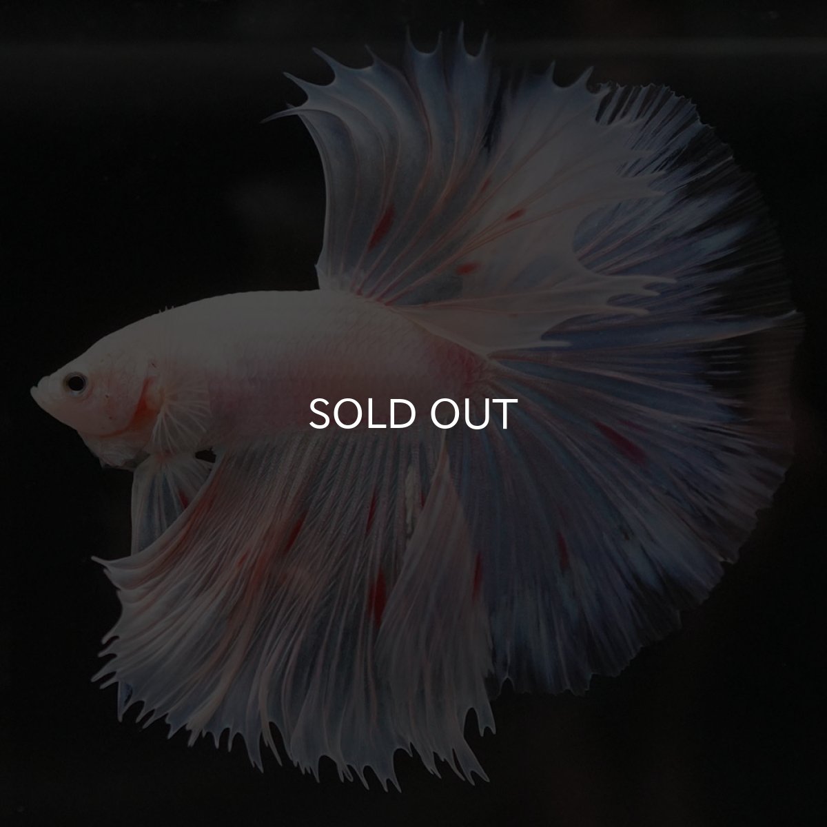 画像2: HM ファンシー (2)