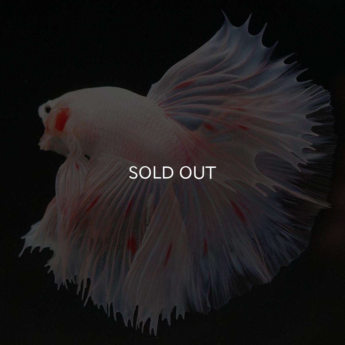 画像4: HM ファンシー (4)