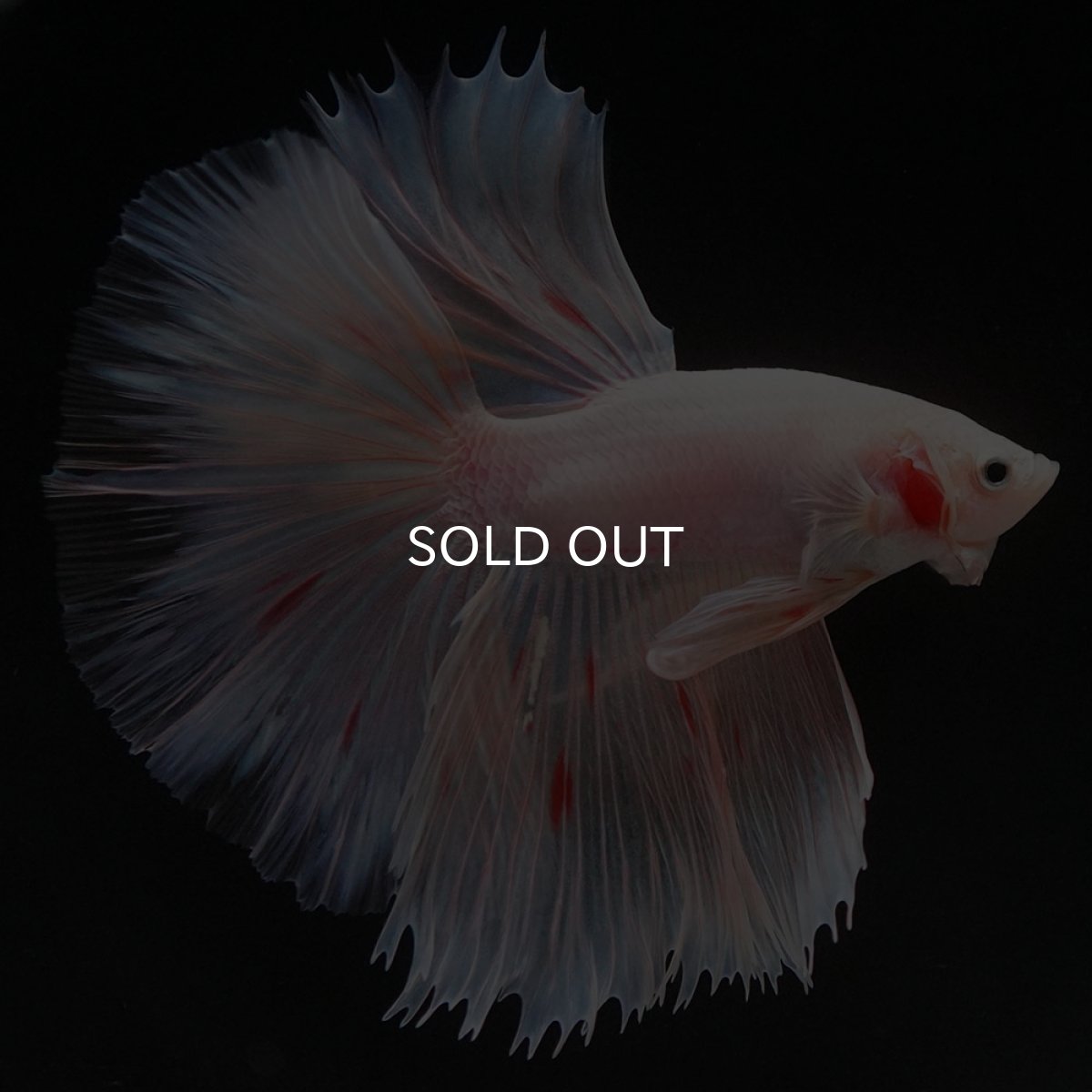 画像7: HM ファンシー (7)