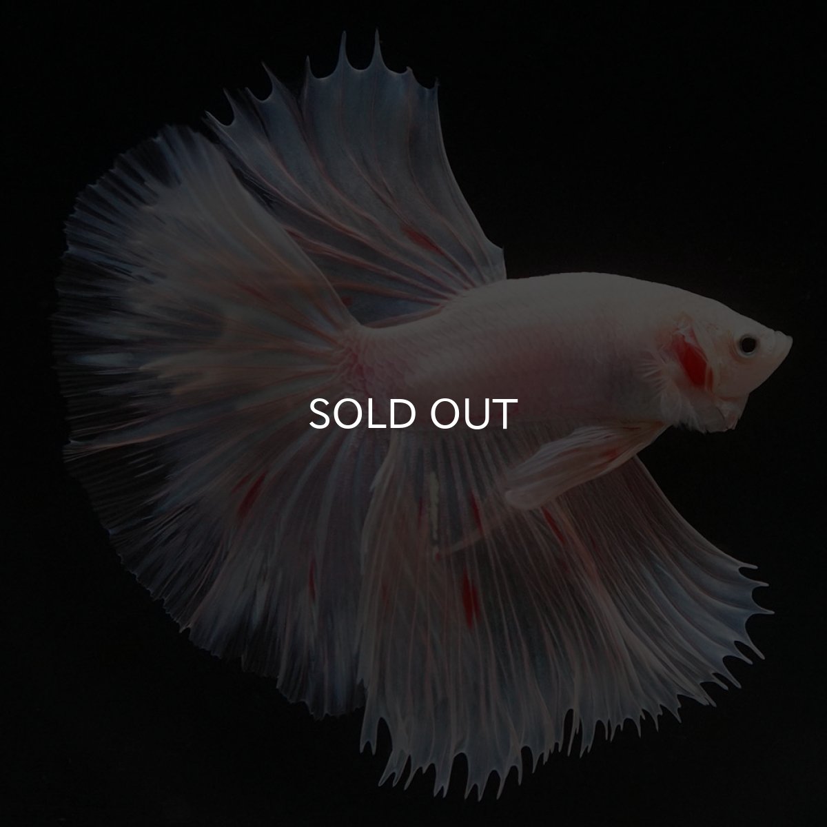 画像3: HM ファンシー (3)