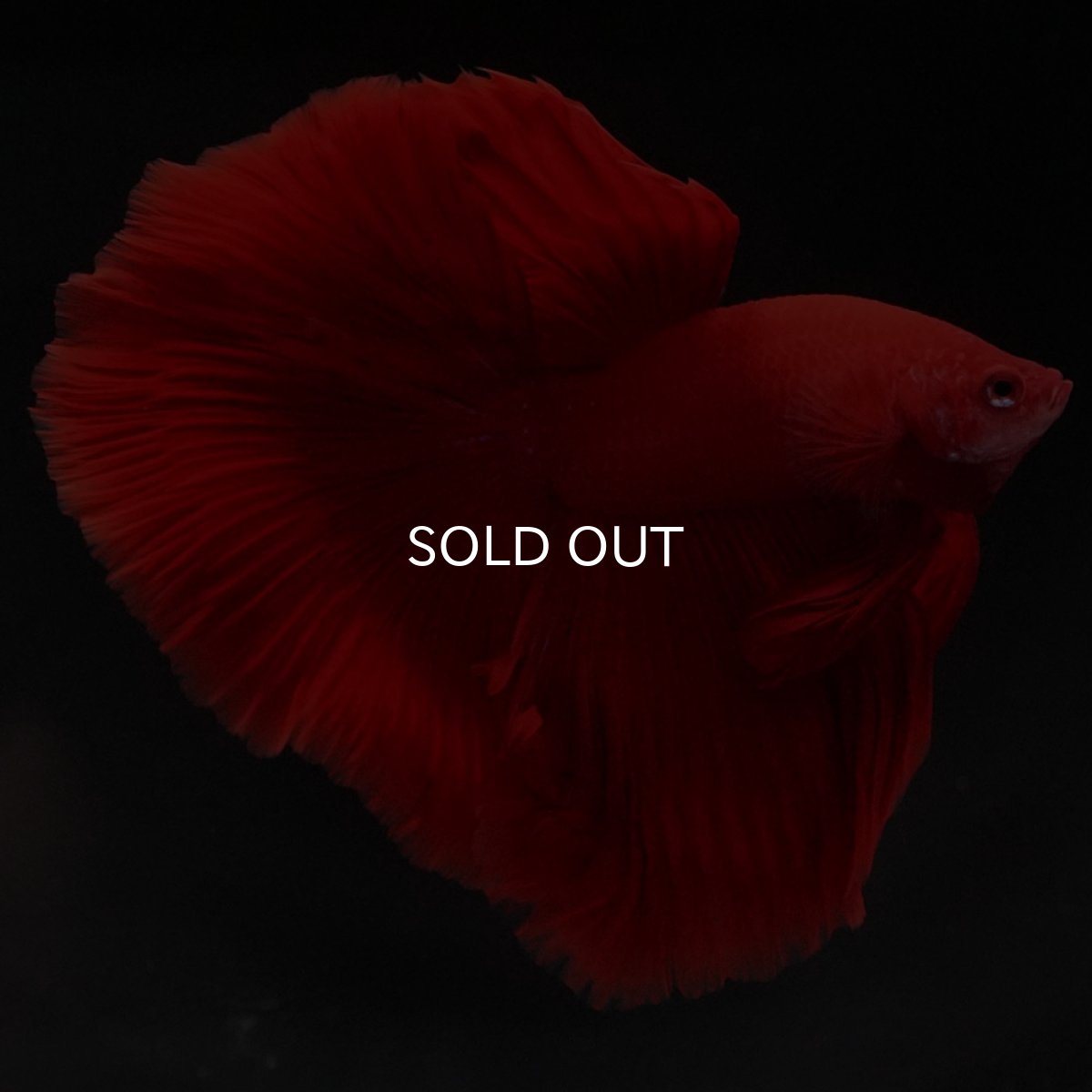 画像6: HM ソリッドレッド (6)