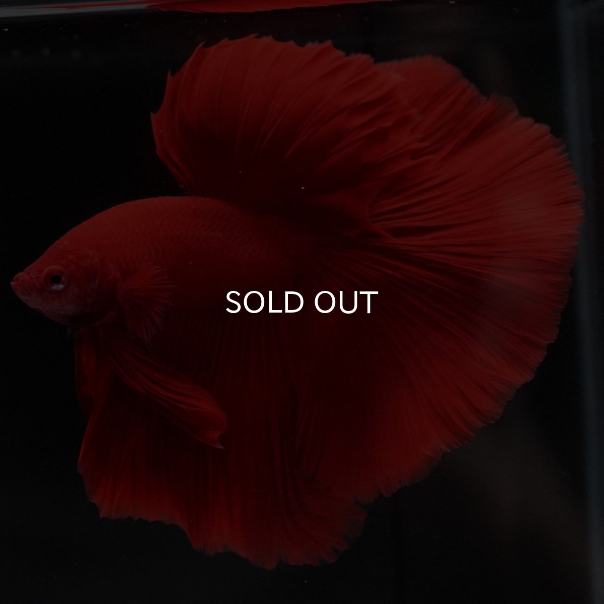 画像5: HM ソリッドレッド (5)