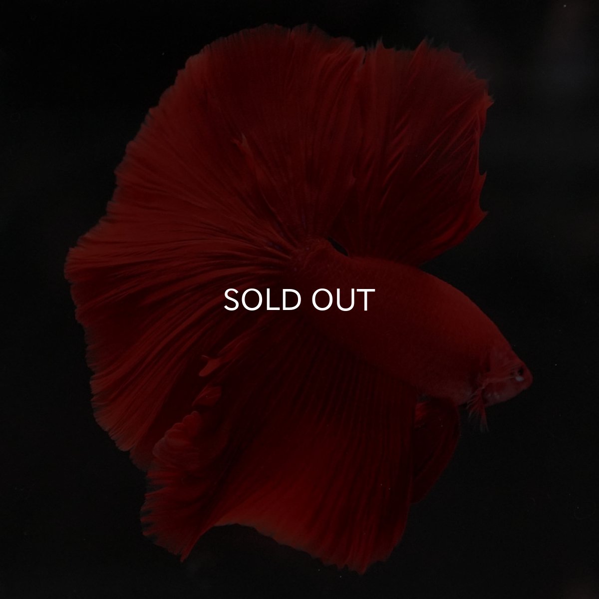 画像4: HM ソリッドレッド (4)