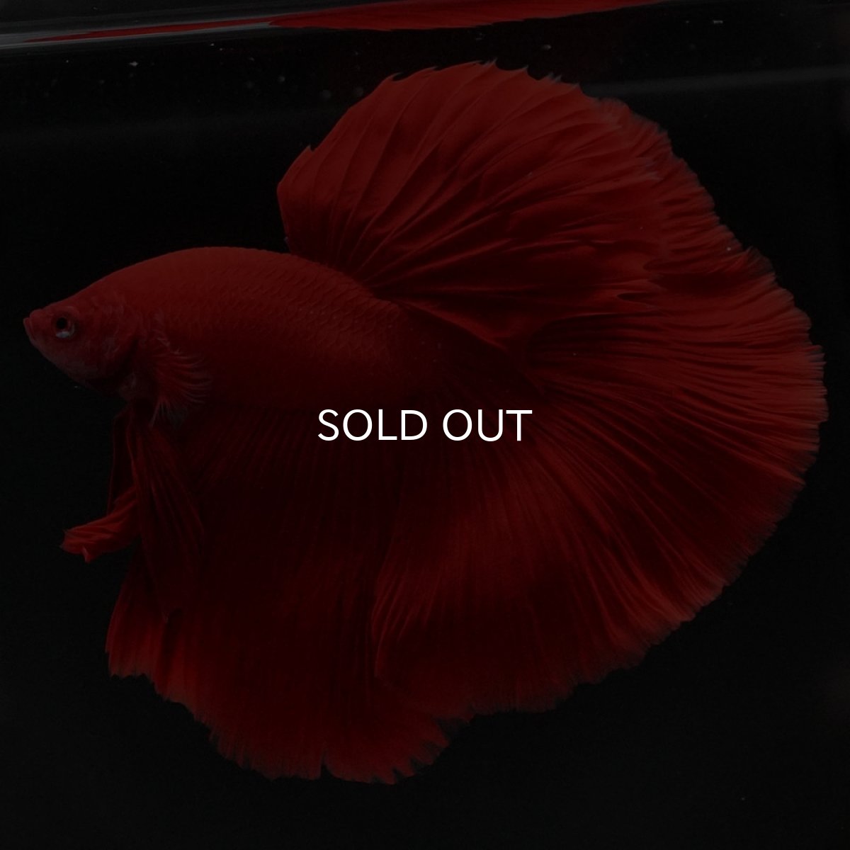 画像3: HM ソリッドレッド (3)