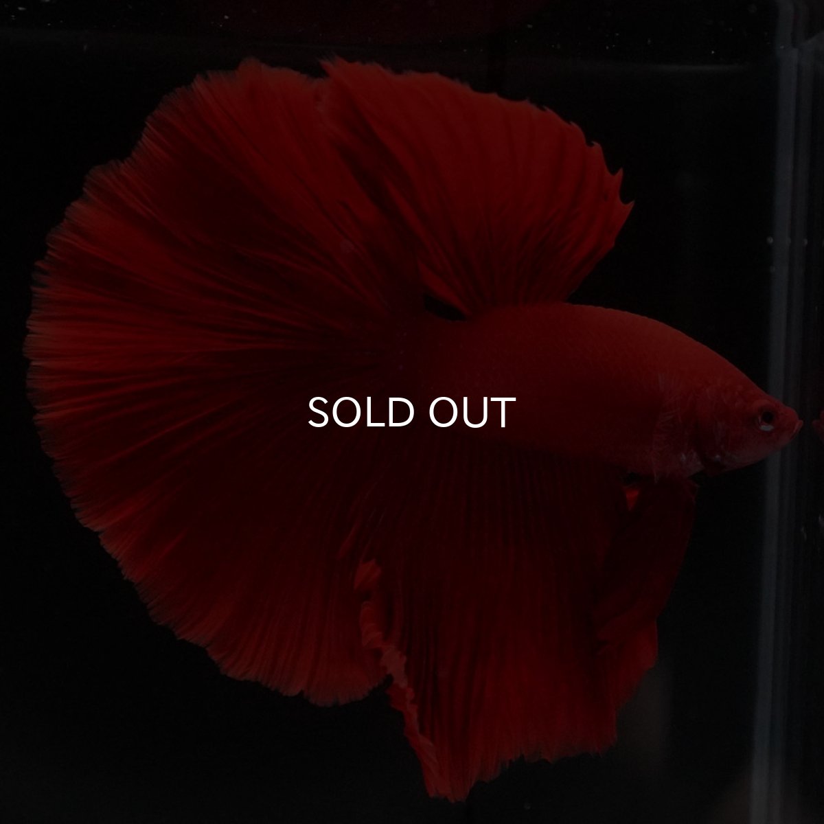 画像2: HM ソリッドレッド (2)