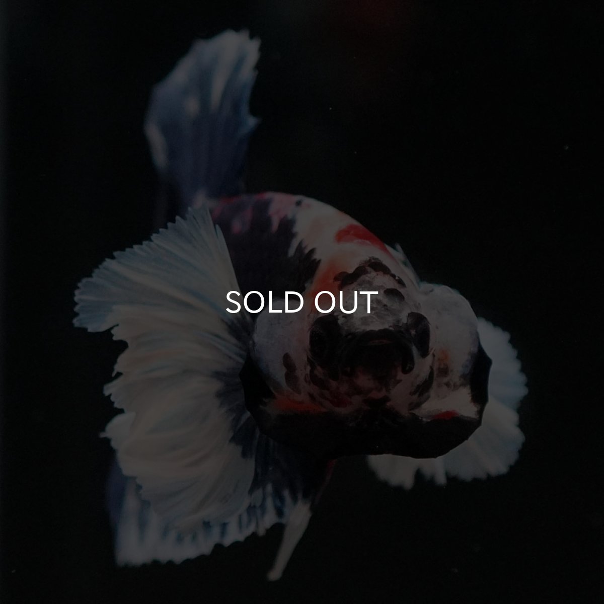 画像3: HMPKダンボ ファンシー (3)