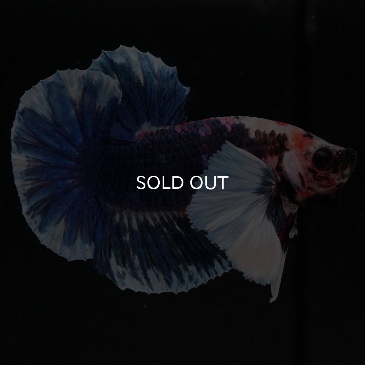 画像4: HMPKダンボ ファンシー (4)