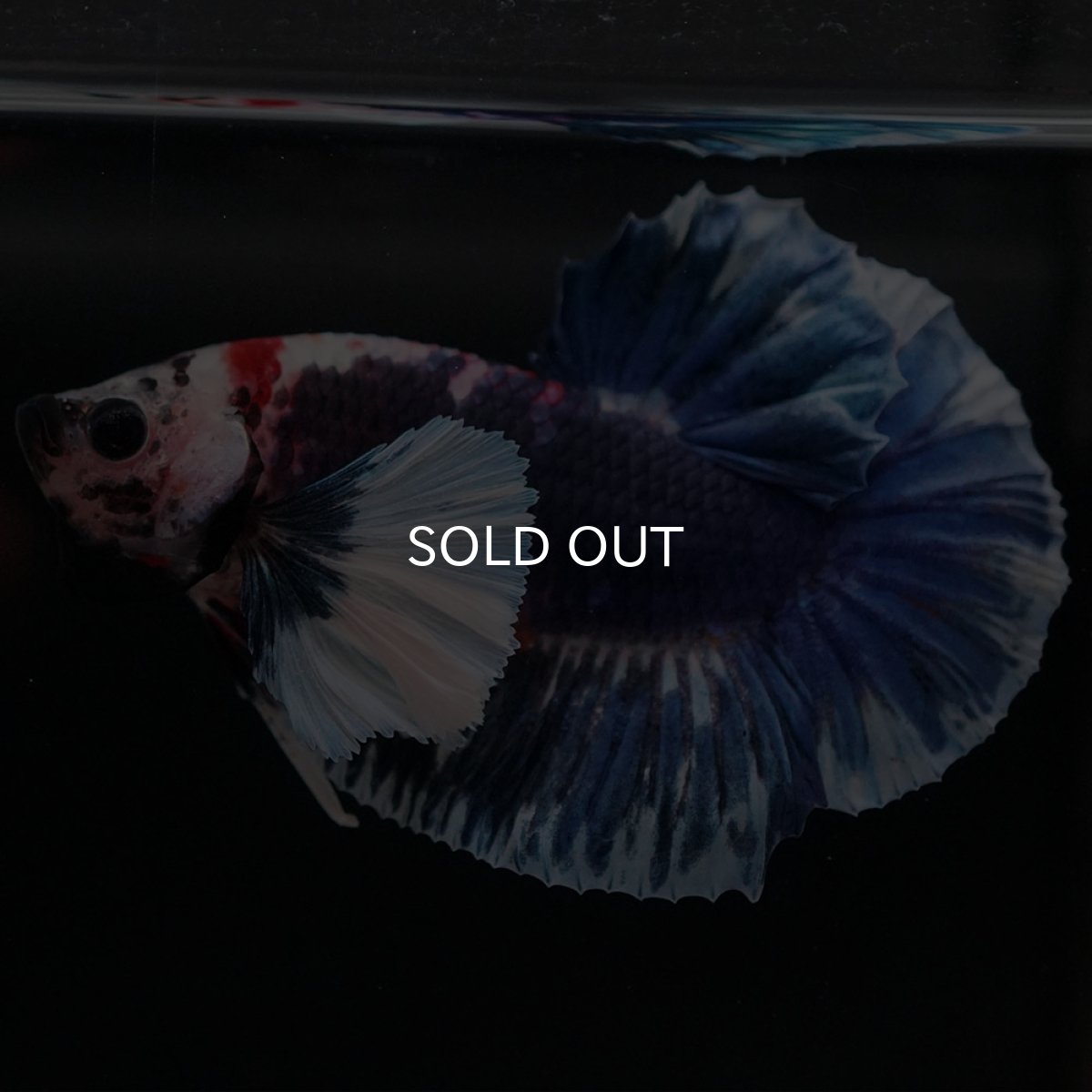 画像7: HMPKダンボ ファンシー (7)