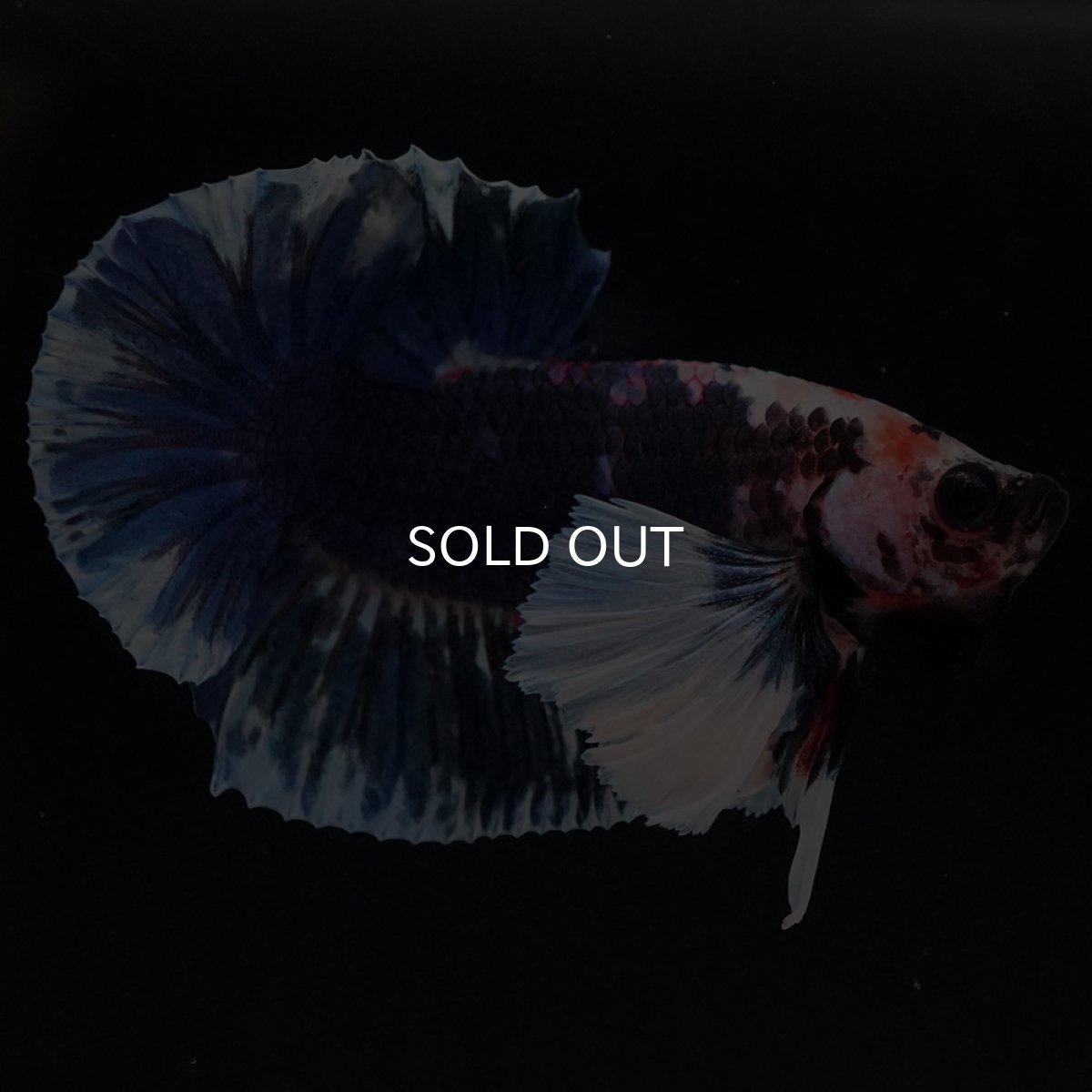 画像10: HMPKダンボ ファンシー (10)