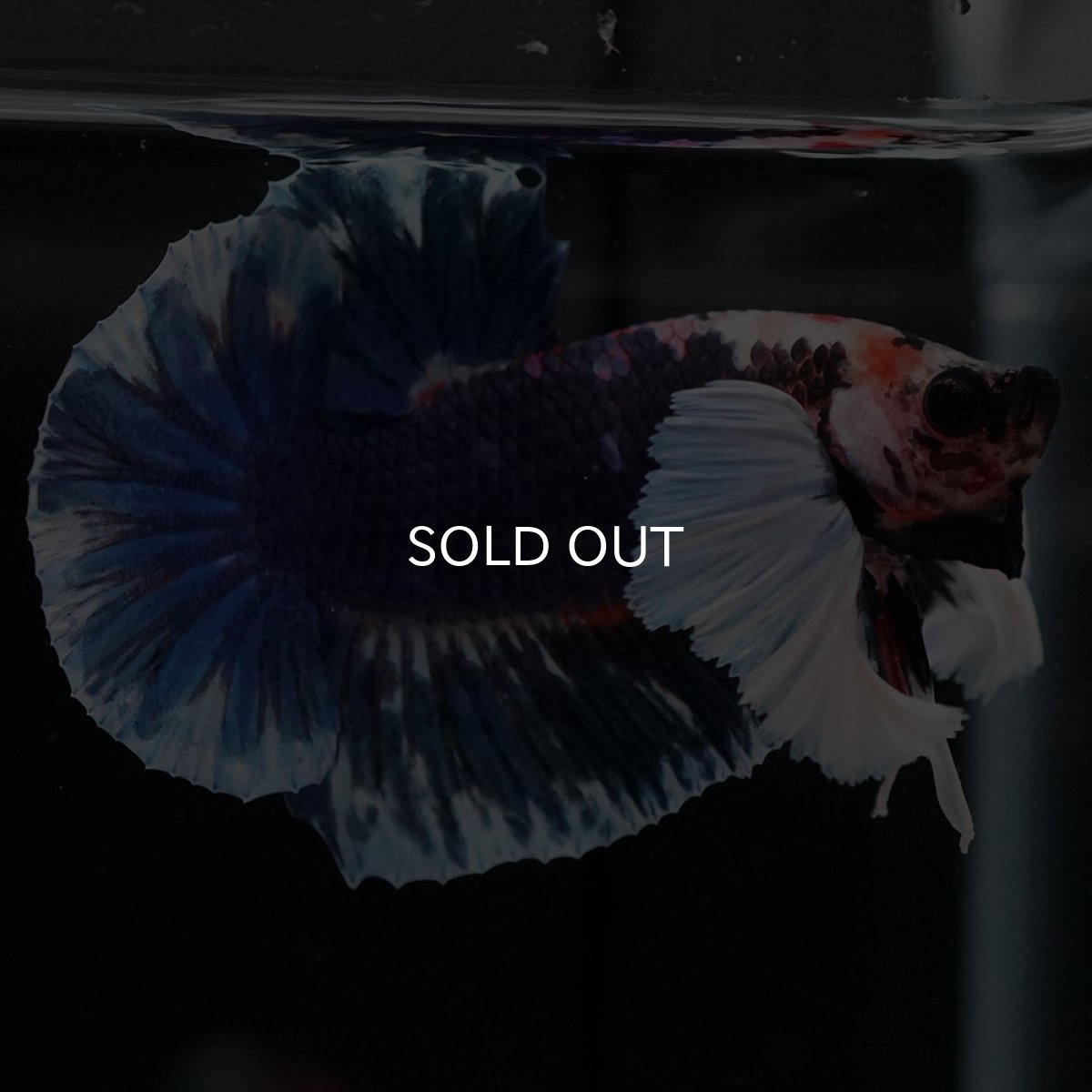 画像9: HMPKダンボ ファンシー (9)