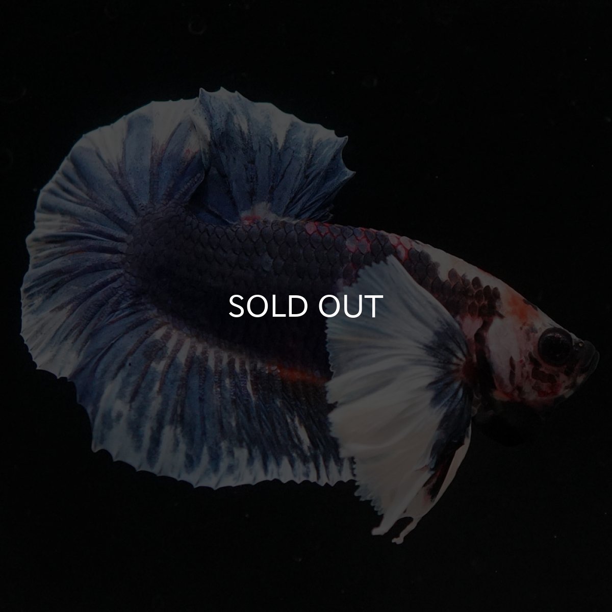 画像8: HMPKダンボ ファンシー (8)