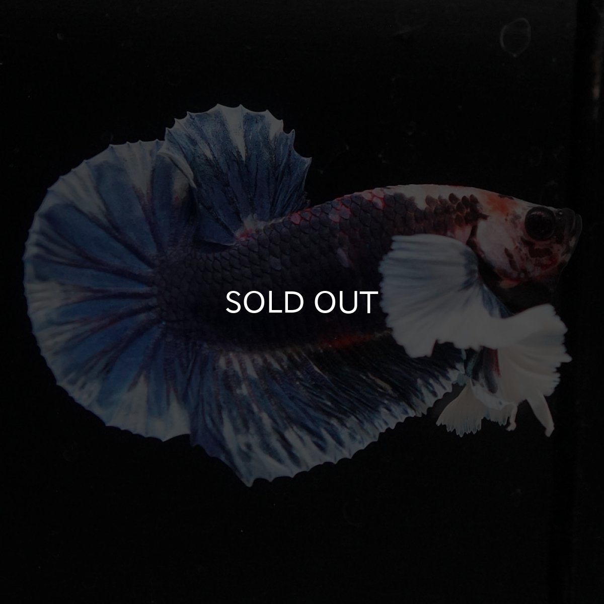 画像6: HMPKダンボ ファンシー (6)