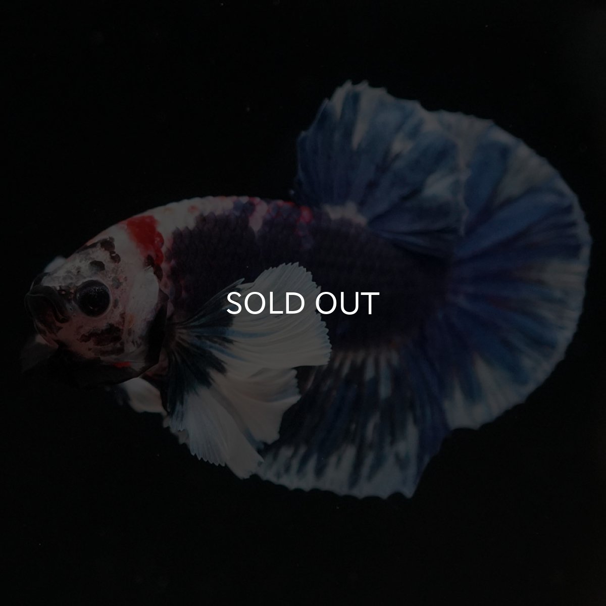 画像2: HMPKダンボ ファンシー (2)