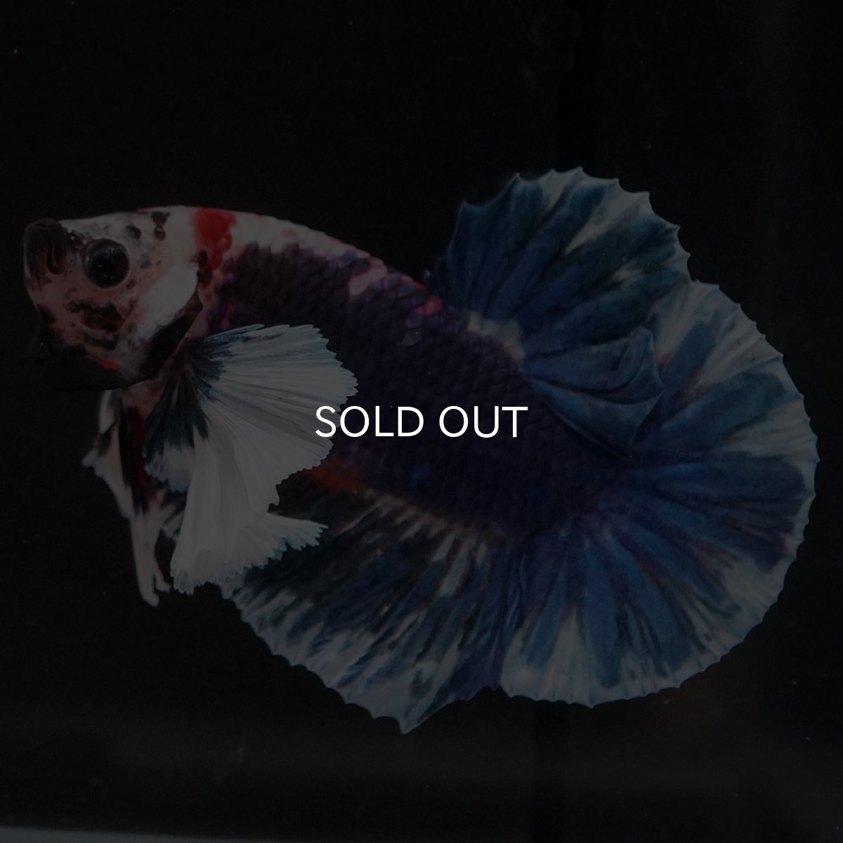 画像5: HMPKダンボ ファンシー (5)