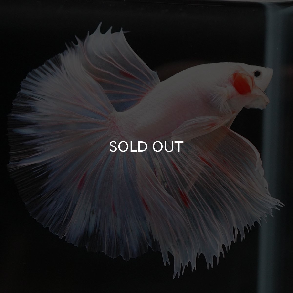 画像6: HM ファンシー (6)