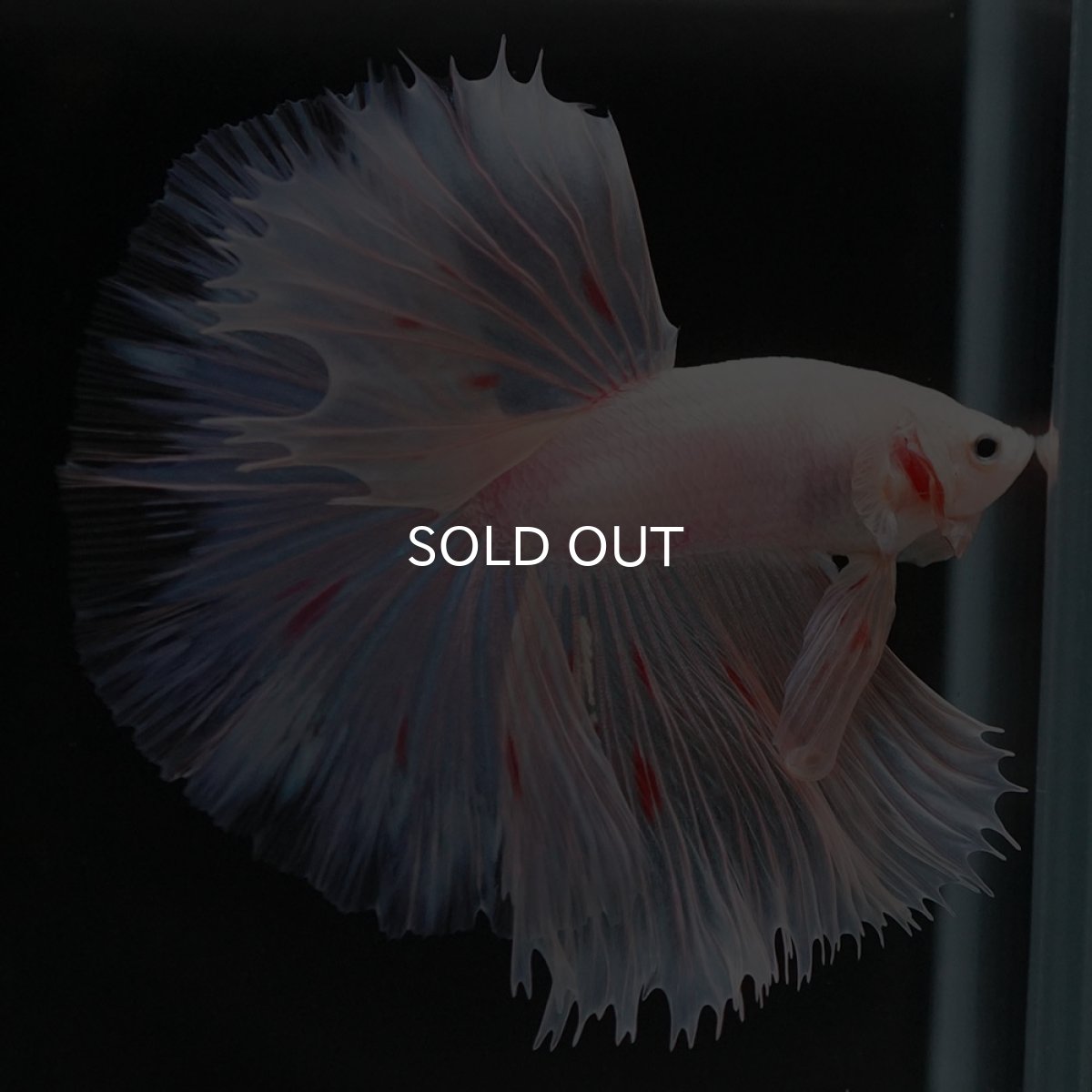 画像5: HM ファンシー (5)