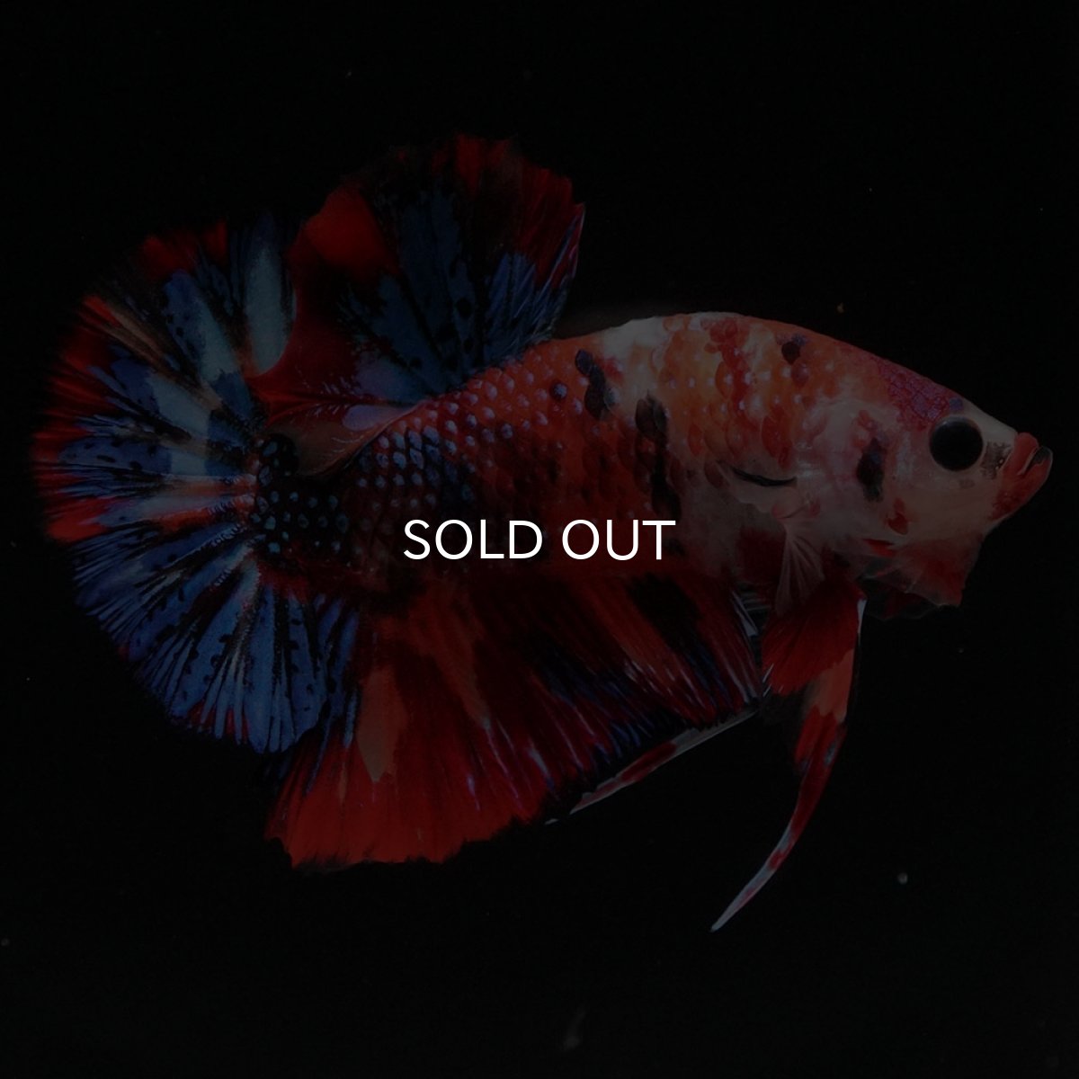 画像8: HMPK　キャンディ (8)