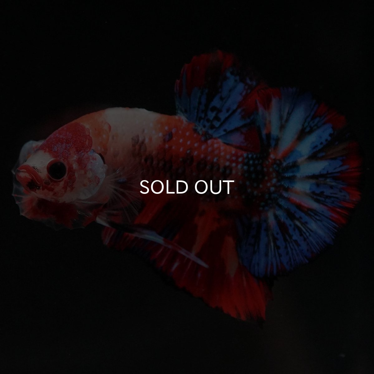 画像5: HMPK　キャンディ (5)