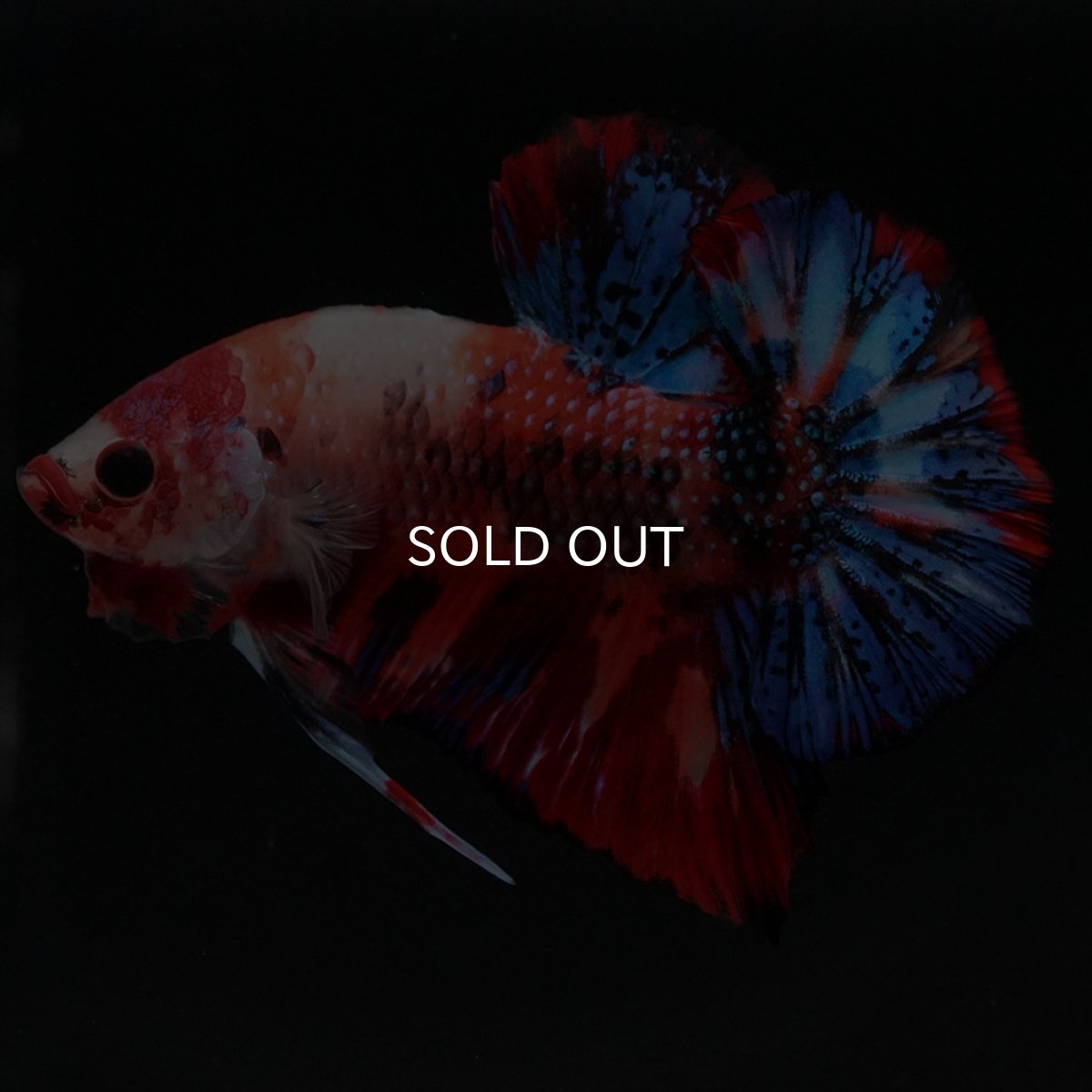 画像12: HMPK　キャンディ (12)