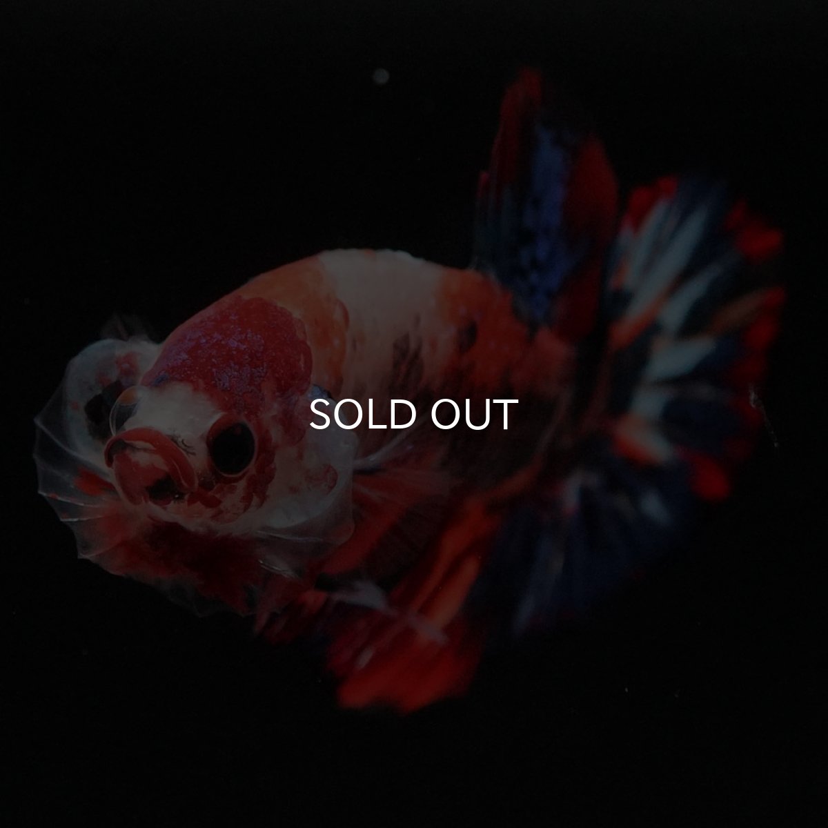 画像3: HMPK　キャンディ (3)