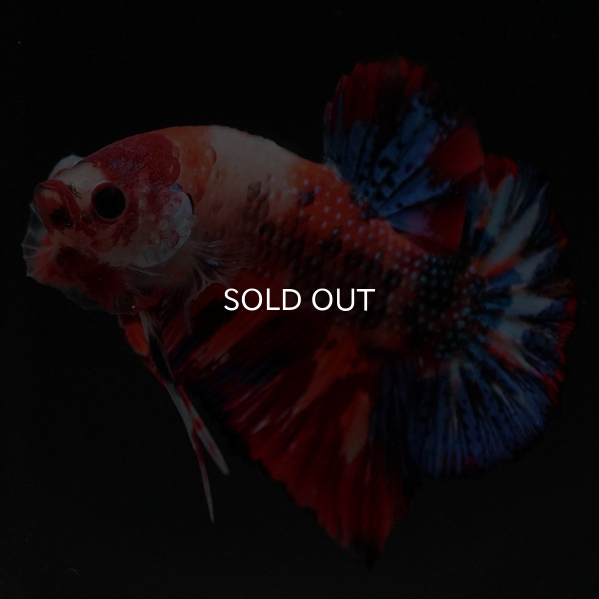 画像11: HMPK　キャンディ (11)