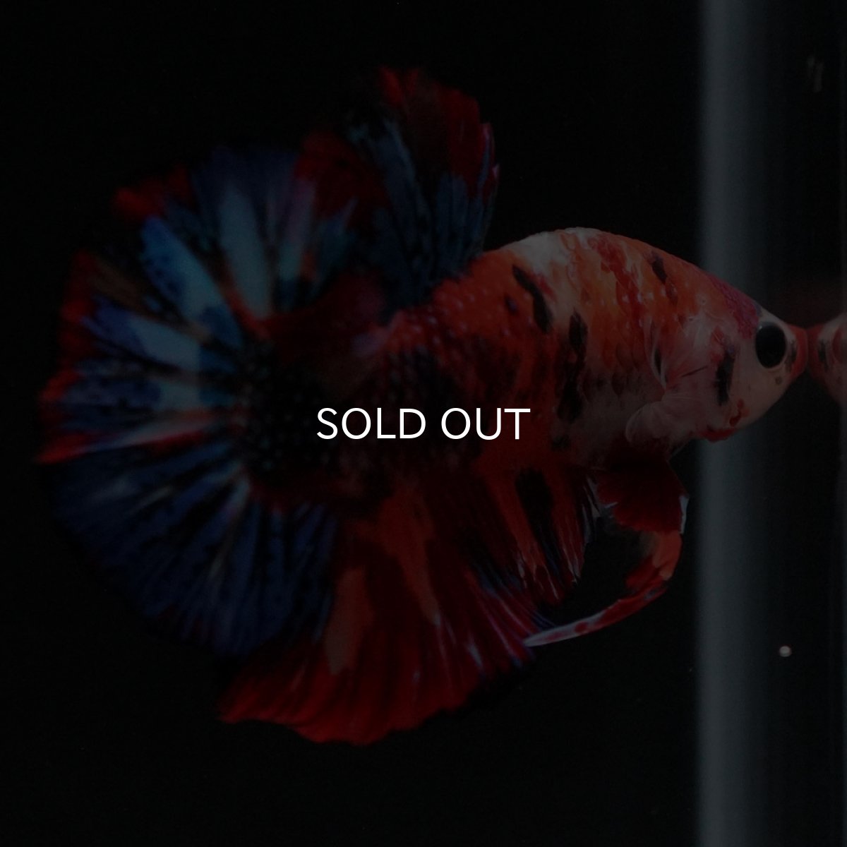 画像10: HMPK　キャンディ (10)