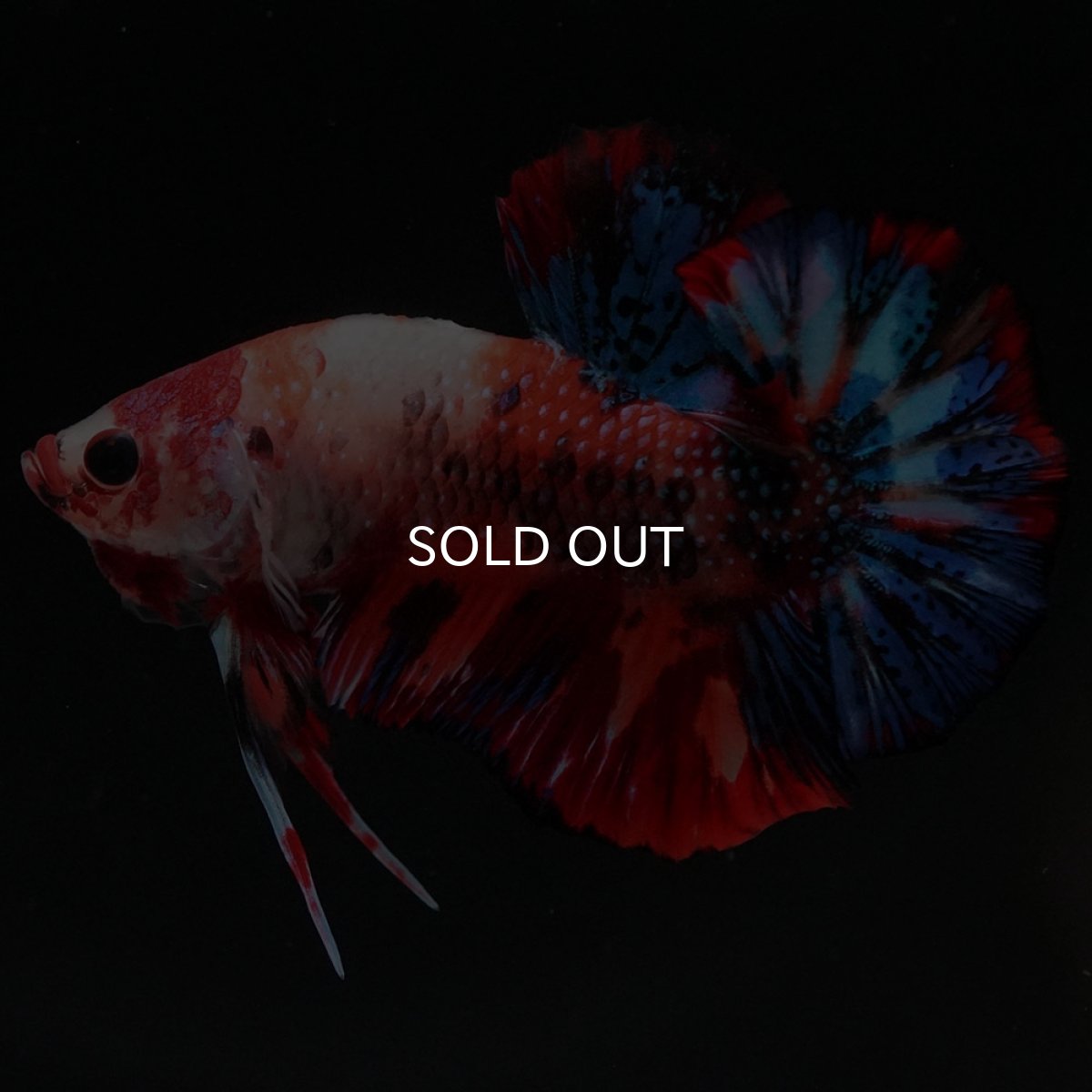 画像9: HMPK　キャンディ (9)