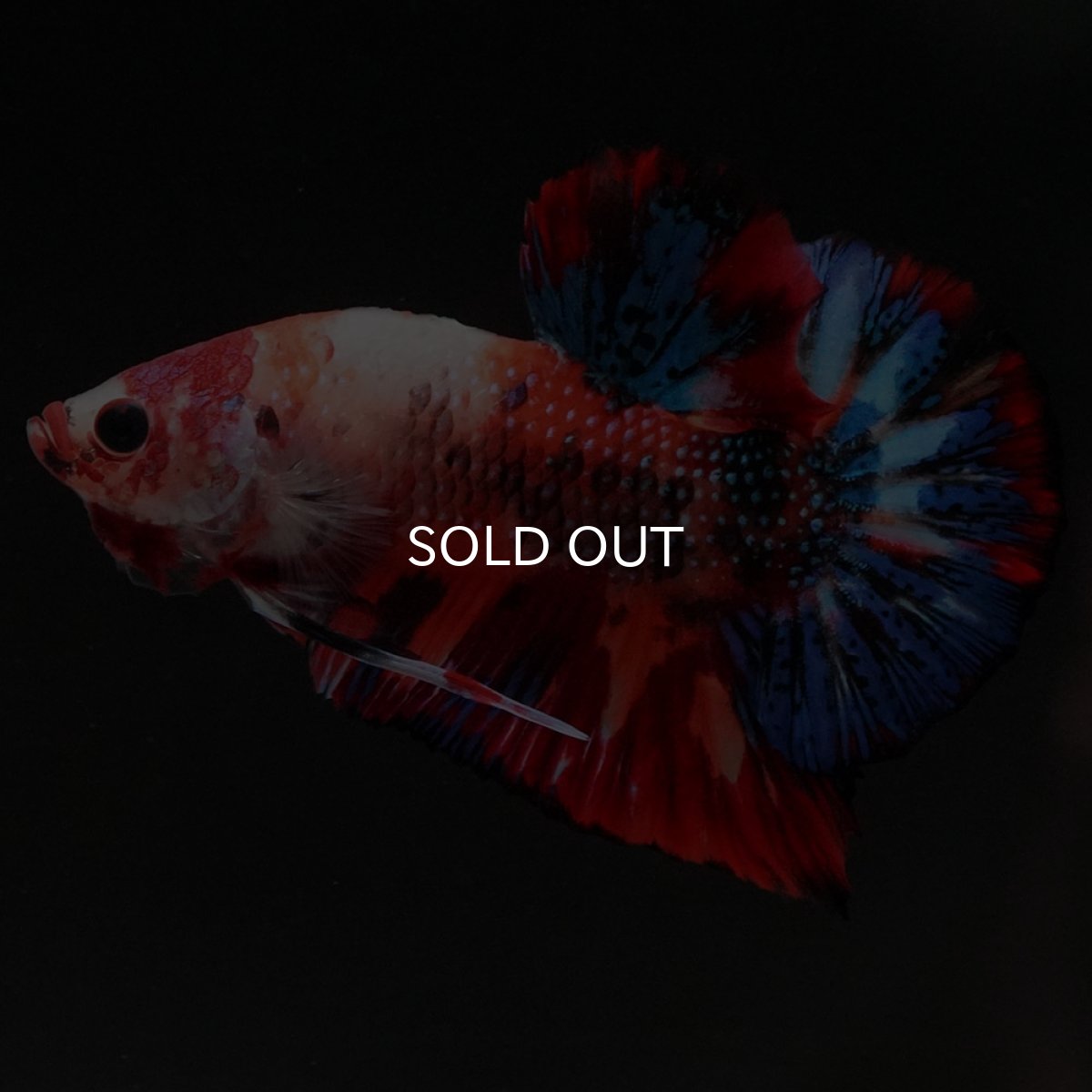 画像7: HMPK　キャンディ (7)