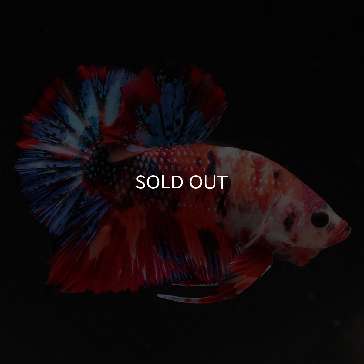 画像4: HMPK　キャンディ (4)