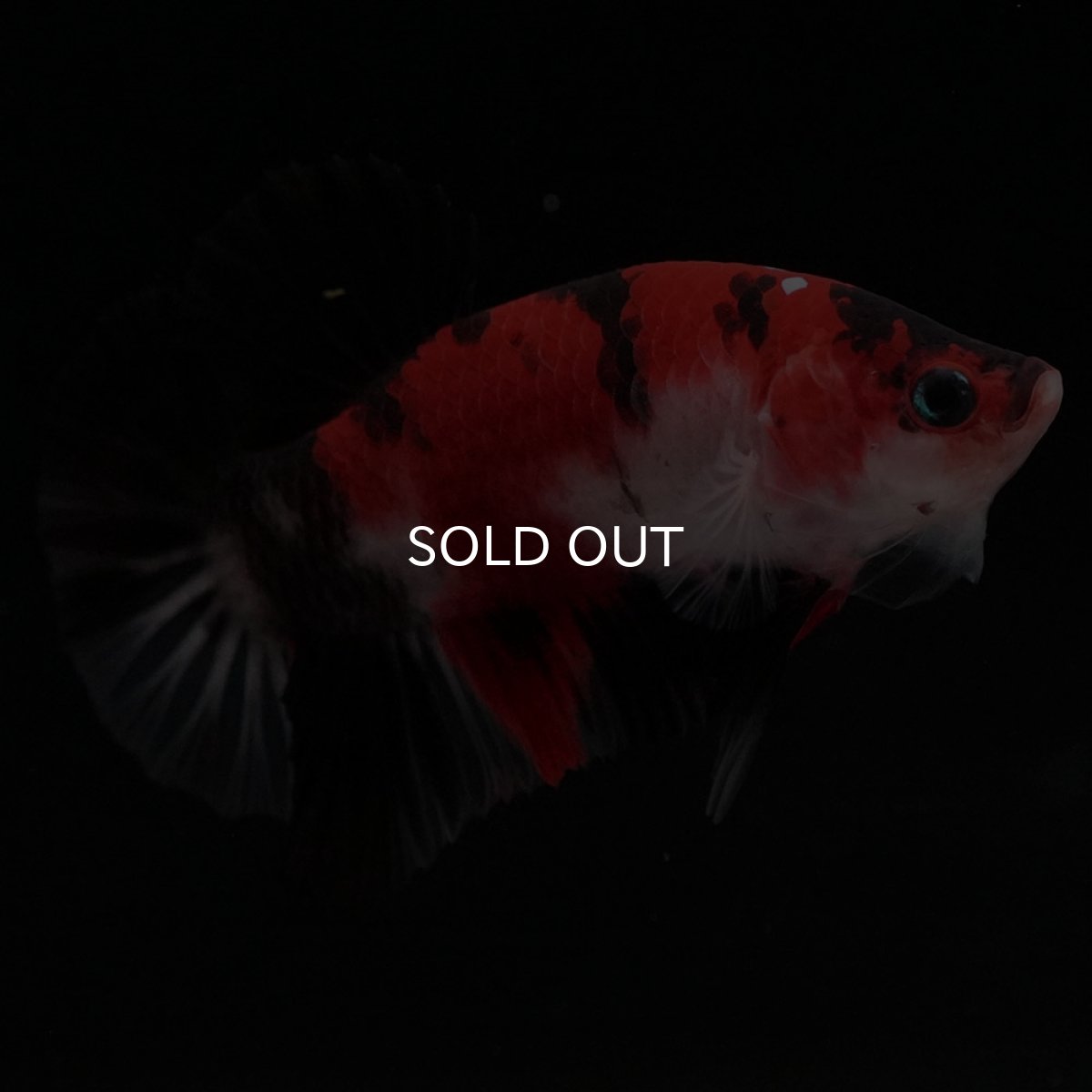 画像8: HMPK 鯉 (8)