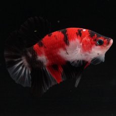 画像8: HMPK　鯉 (8)