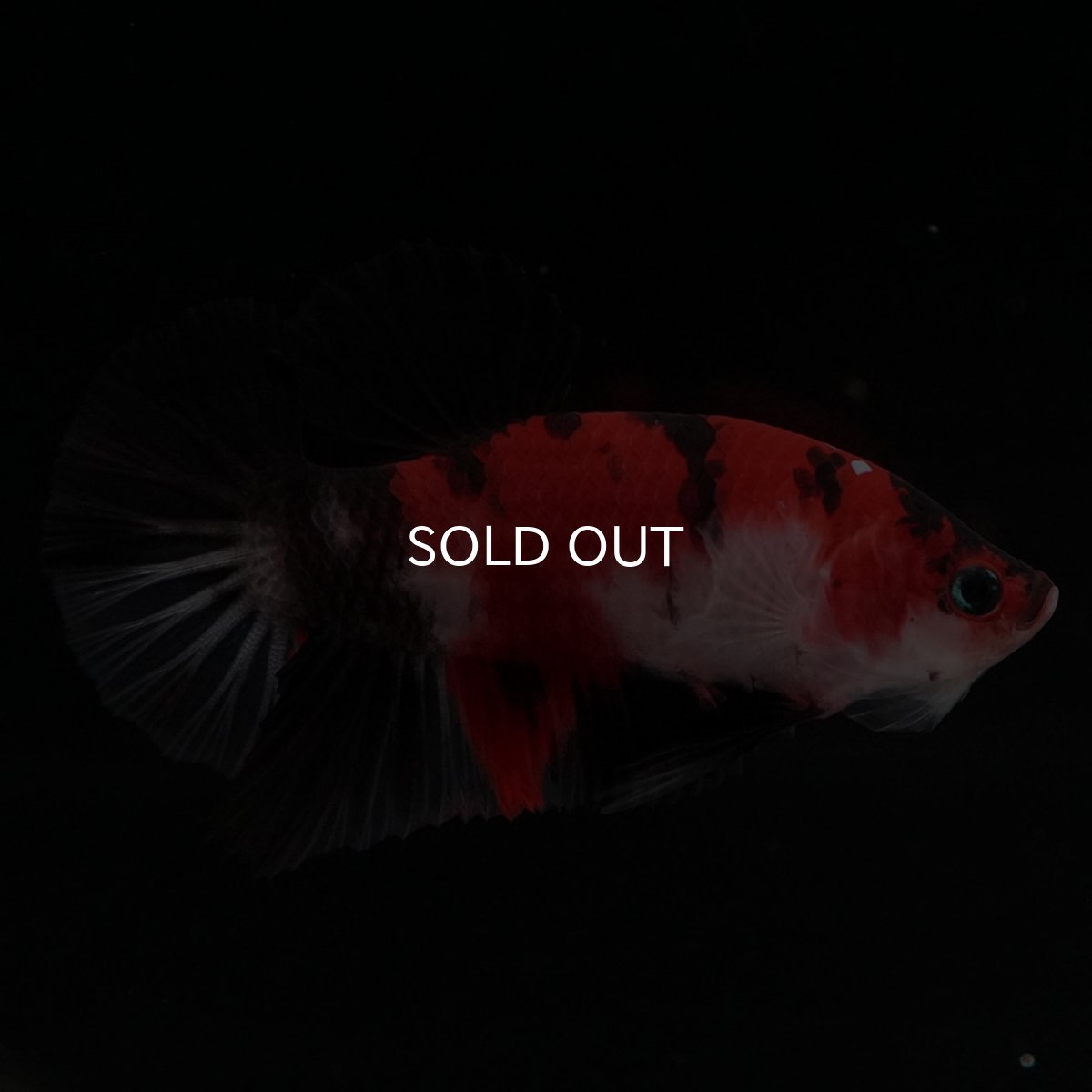 画像7: HMPK 鯉 (7)