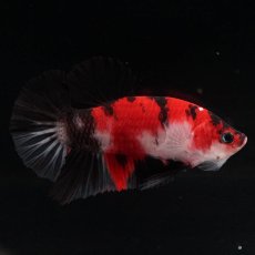 画像7: HMPK　鯉 (7)