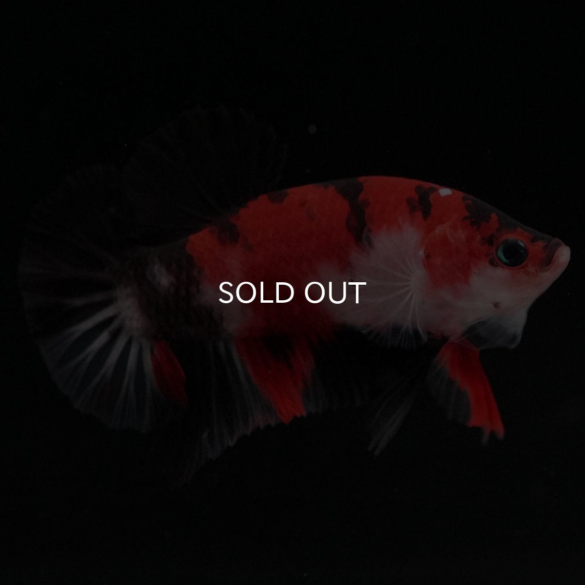 画像2: HMPK 鯉 (2)