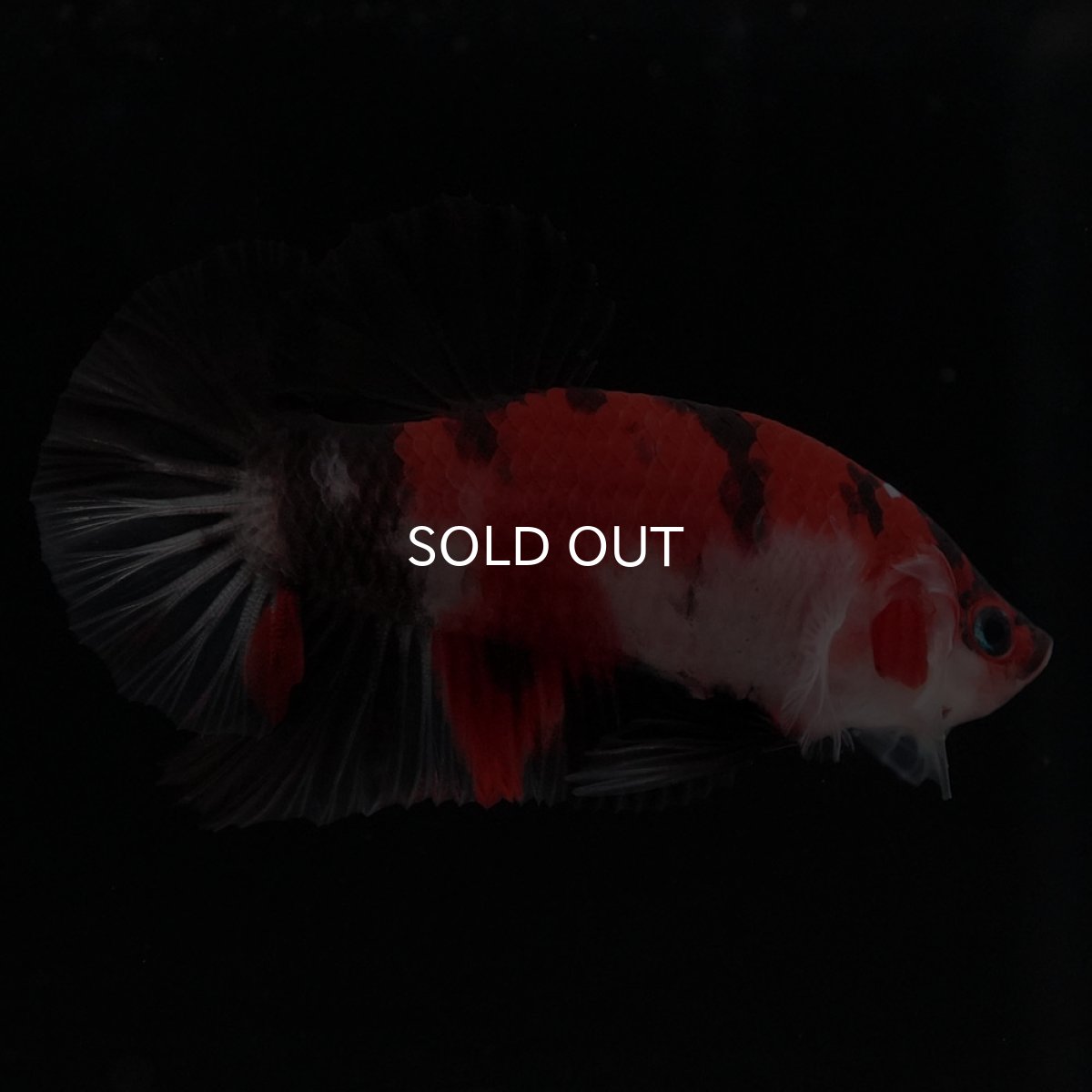 画像5: HMPK 鯉 (5)