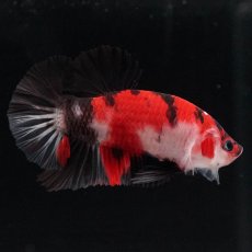 画像5: HMPK　鯉 (5)