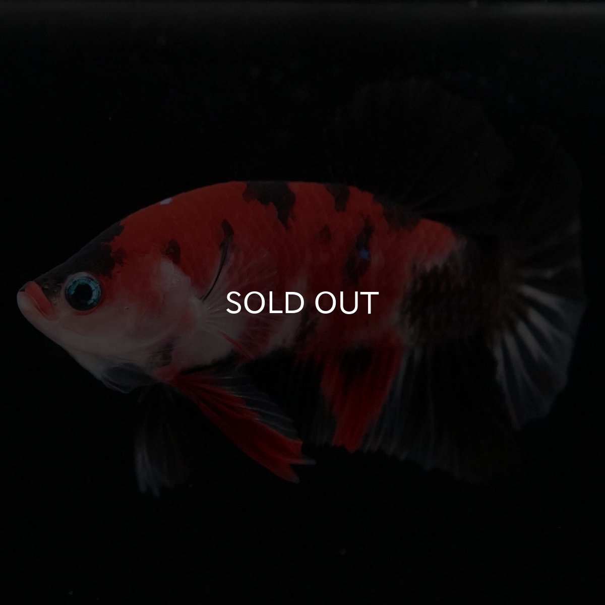 画像4: HMPK 鯉 (4)