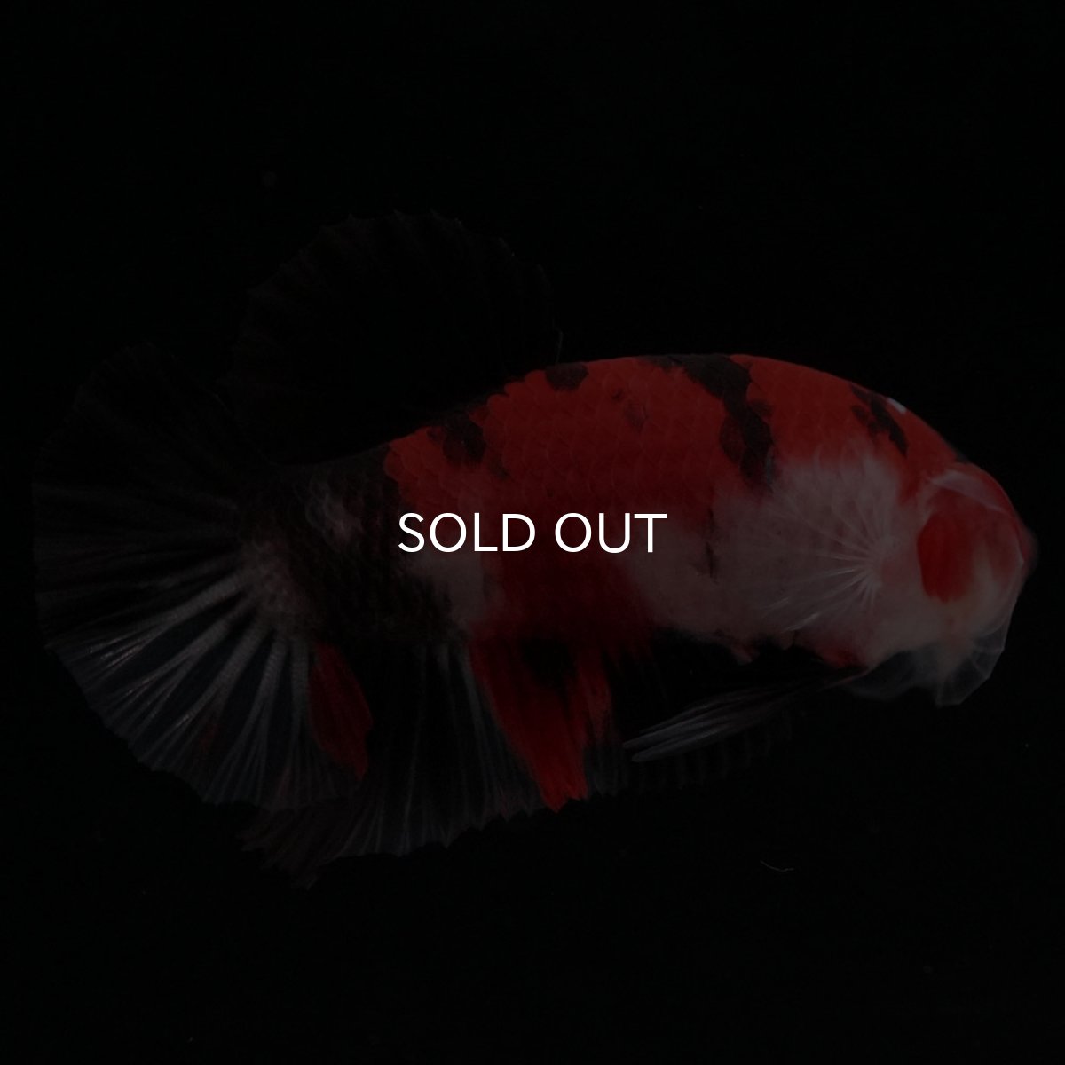 画像6: HMPK 鯉 (6)