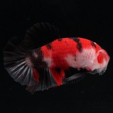 画像6: HMPK　鯉 (6)