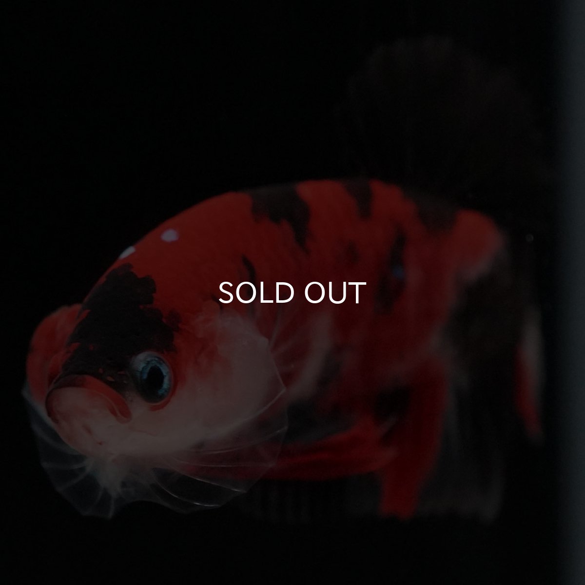 画像3: HMPK 鯉 (3)